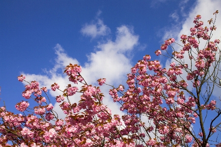 Tree branch blossom plant Photo