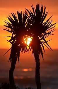 Tree ocean silhouette plant Photo