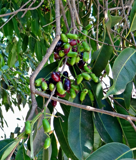 árbol rama planta racimo