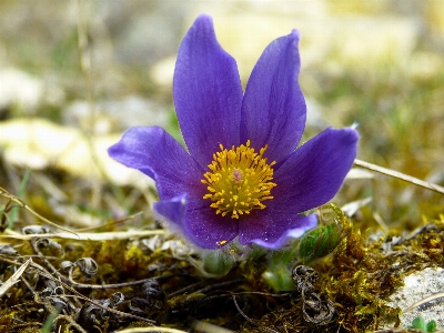 Nature blossom plant meadow Photo