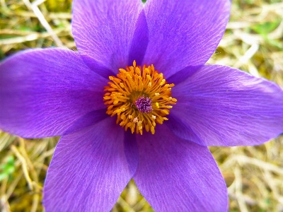 Foto Natureza florescer plantar flor