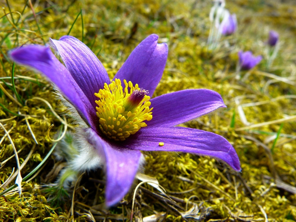 Nature fleurir usine prairie
