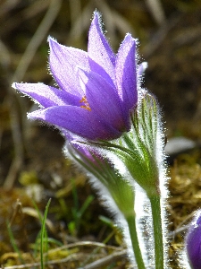 Nature blossom plant flower Photo