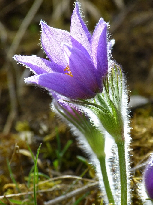 Naturaleza florecer planta prado
