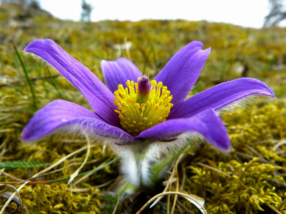 Natura fiore pianta prato
