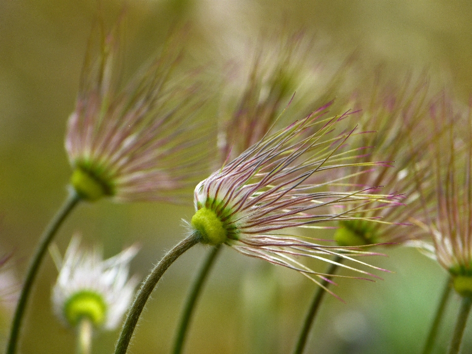 Nature grass branch blossom