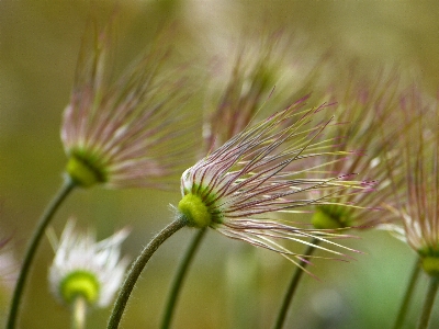 Nature grass branch blossom Photo