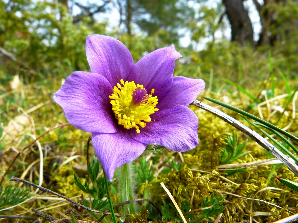 Plant meadow flower purple