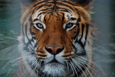 動物 野生動物 動物園 猫 写真