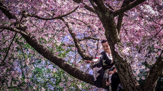 Tree nature branch blossom Photo