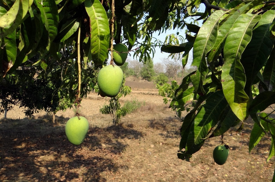 árvore plantar fruta flor