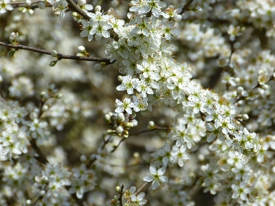 木 ブランチ 花 植物 写真