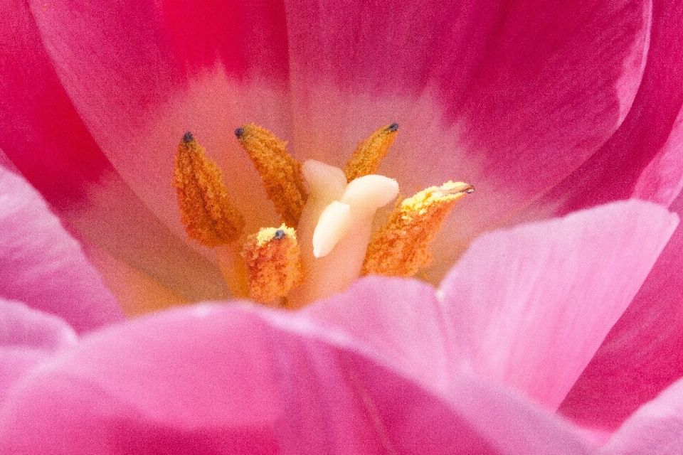 Nature fleurir usine la photographie