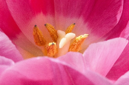 Nature blossom plant photography Photo