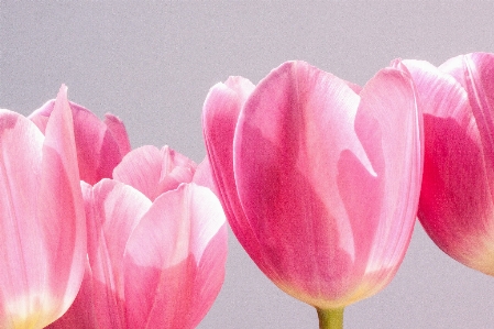 Nature blossom plant flower Photo