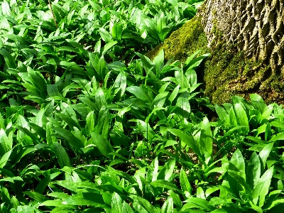 Foto Foresta erba pianta prato