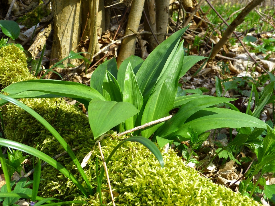 Forêt usine pelouse feuille