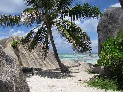 Beach sea coast tree Photo