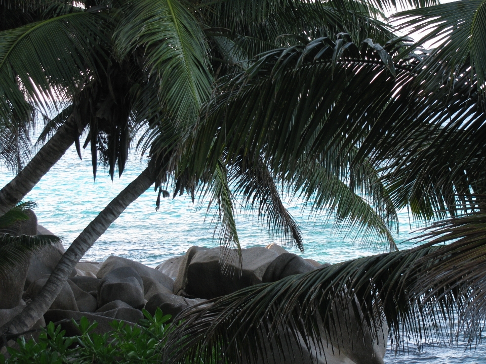 Pantai lanskap laut pohon