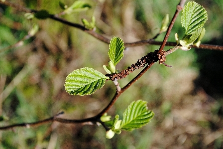 Tree nature branch blossom Photo