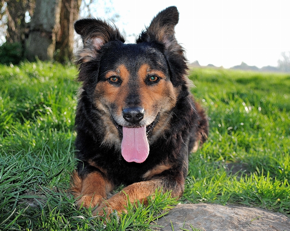 Perro lindo mascota retrato