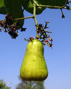 Tree branch plant fruit Photo