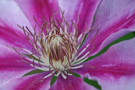 Nature blossom plant flower Photo