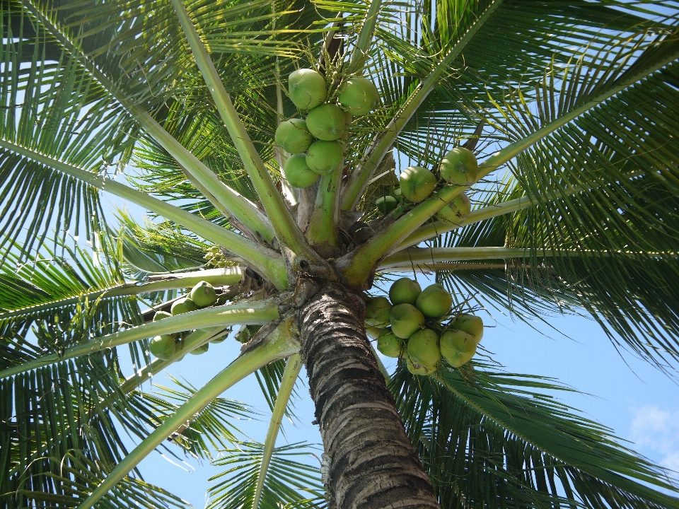 Arbre bifurquer usine fruit