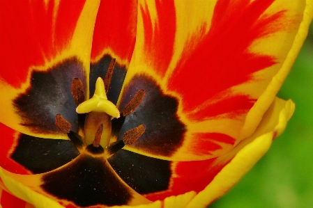 Nature blossom plant flower Photo