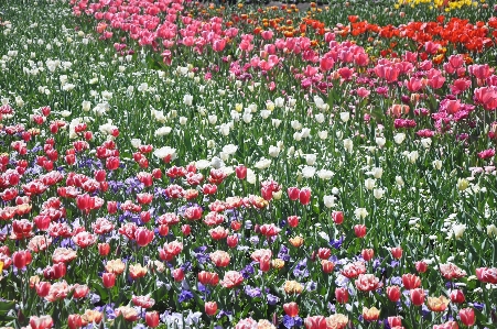 Blossom plant field flower Photo