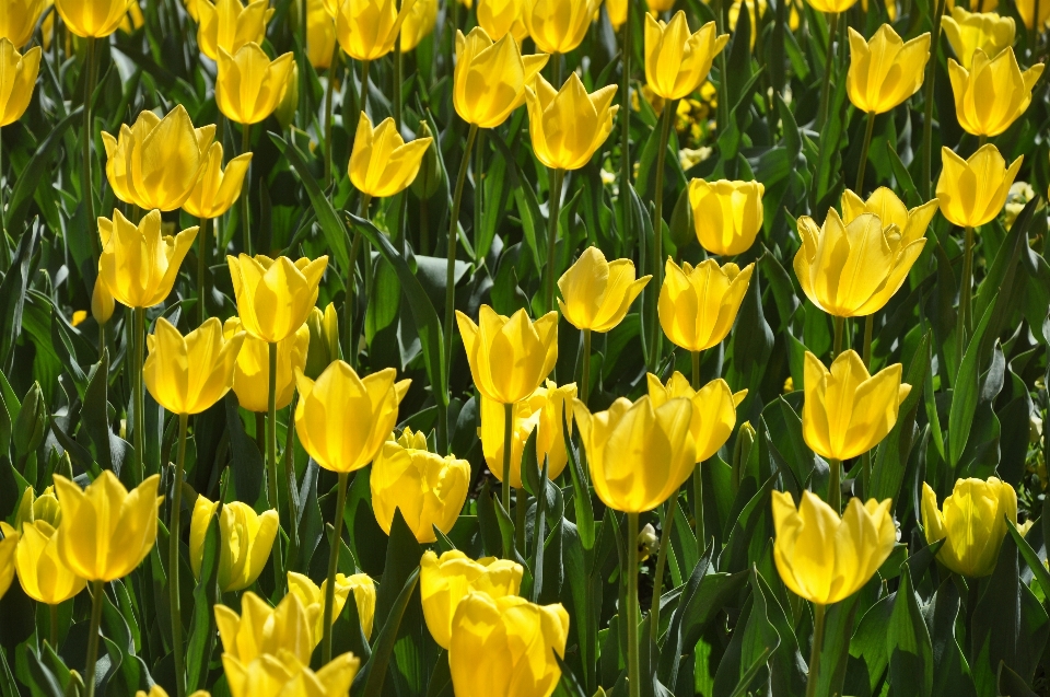 Anlage blume blütenblatt blühen