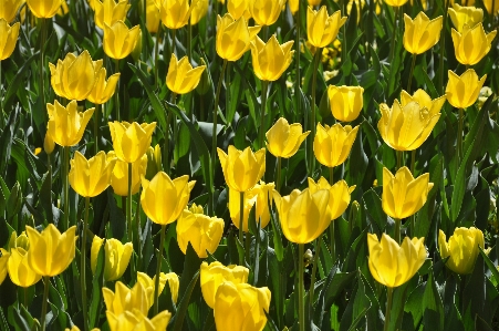 Anlage blume blütenblatt blühen Foto