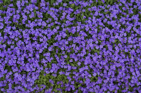 Structure plant texture flower Photo