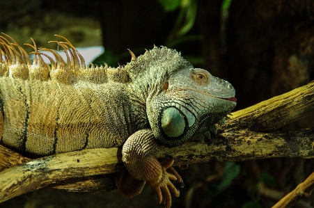 自然 動物 野生動物 動物園 写真