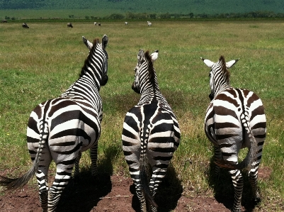 Foto Animais selvagens selvagem padrão África