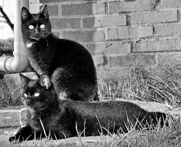 Foto Bianco e nero
 animale domestico gattino gatto