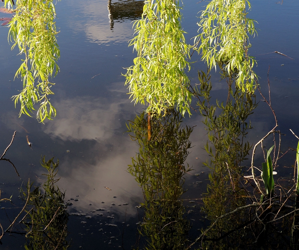 Baum wasser natur wald