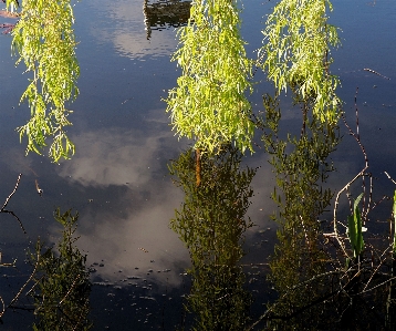 Tree water nature forest Photo