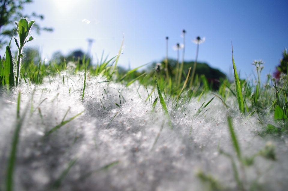 Water nature grass outdoor