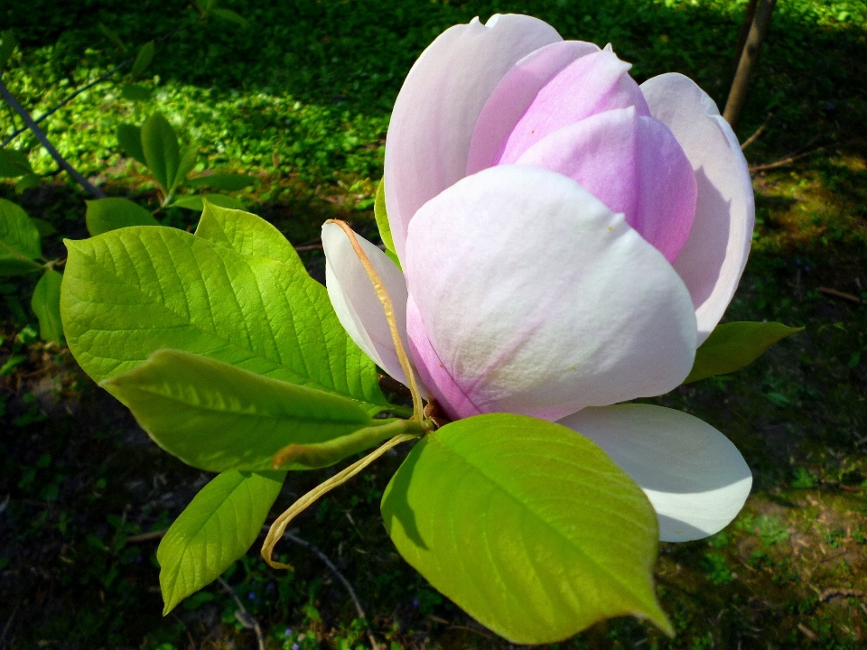 Fiore pianta foglia viola