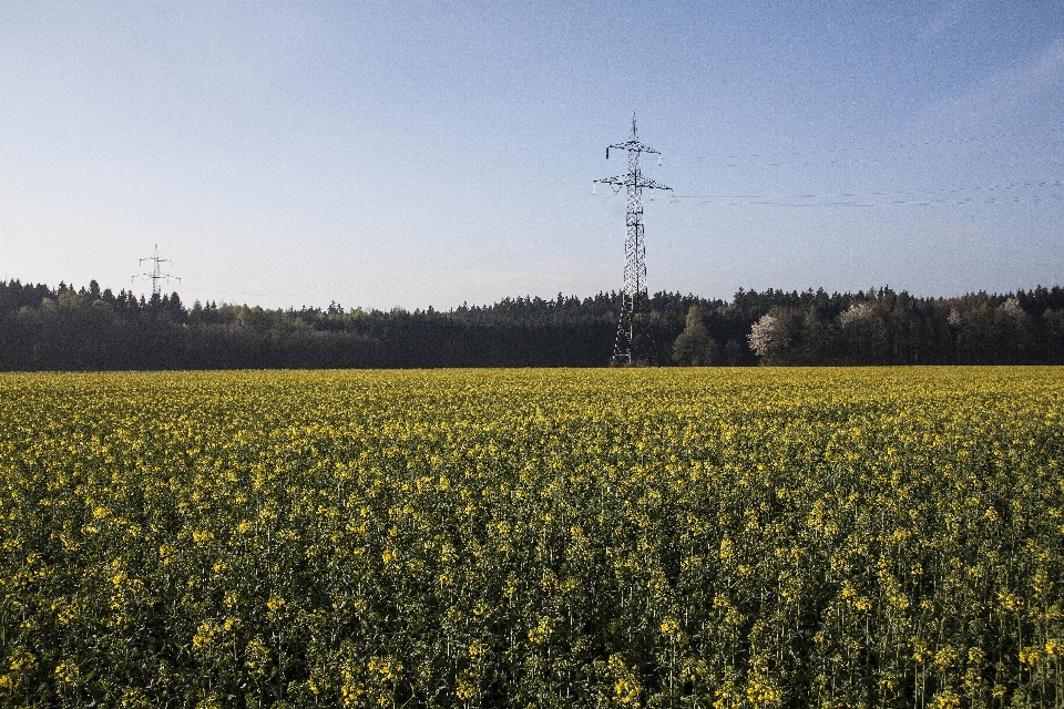 Landschaft wald gras horizont