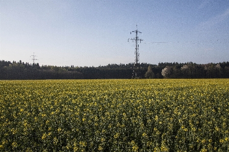 Landscape forest grass horizon Photo