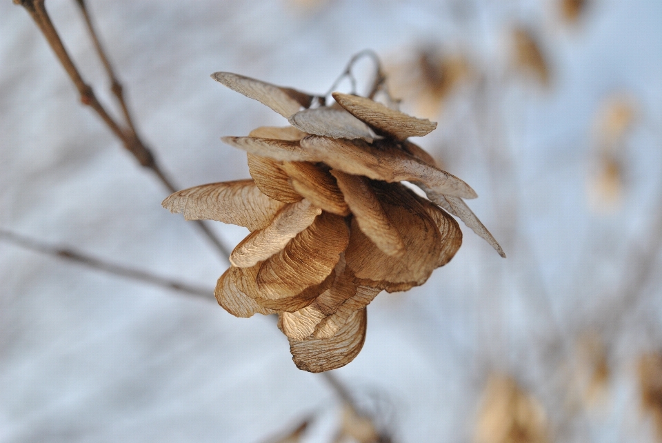 Baum natur zweig winter