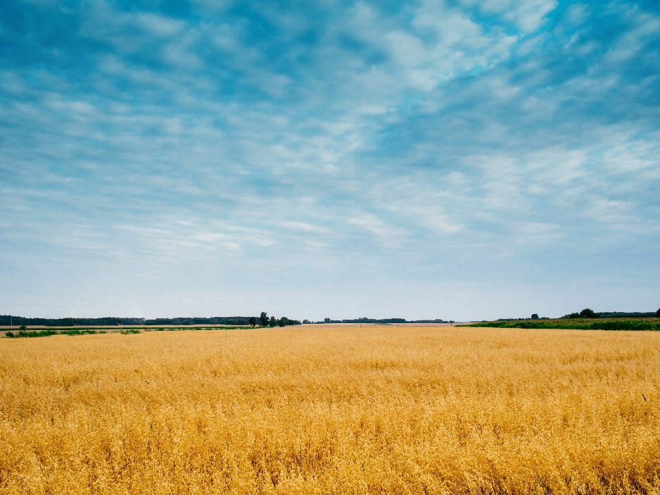 Grass horizon plant sky