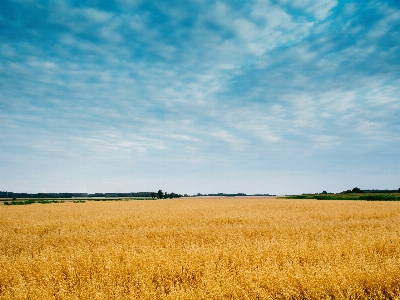 Grass horizon plant sky Photo