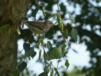 Tree nature branch bird Photo