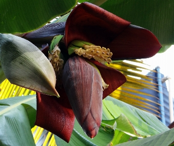 Plant leaf flower petal Photo