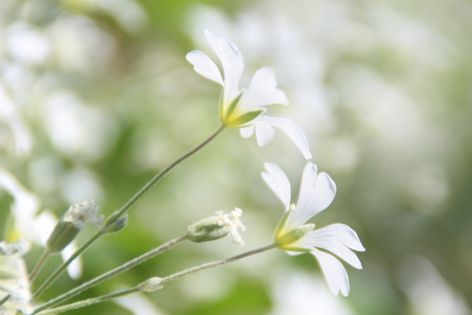 Nature bifurquer fleurir usine