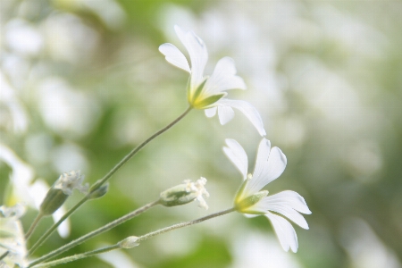 Nature branch blossom plant Photo