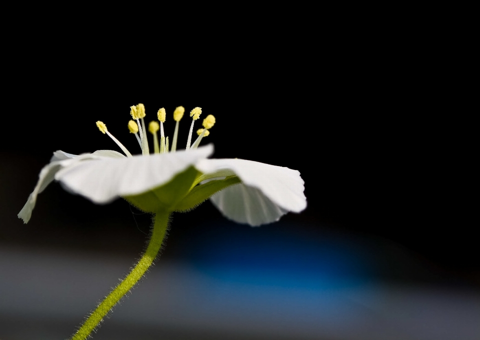 Nature blossom plant flower